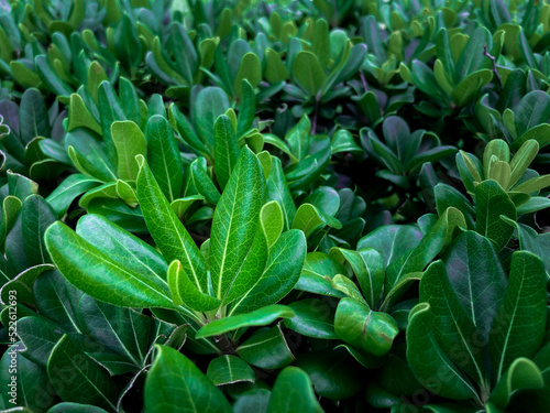 green plant wallpaper in nature, plant background concept