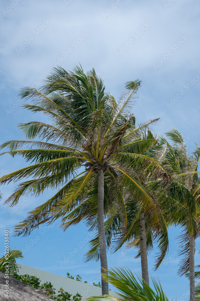 palm tree on sky