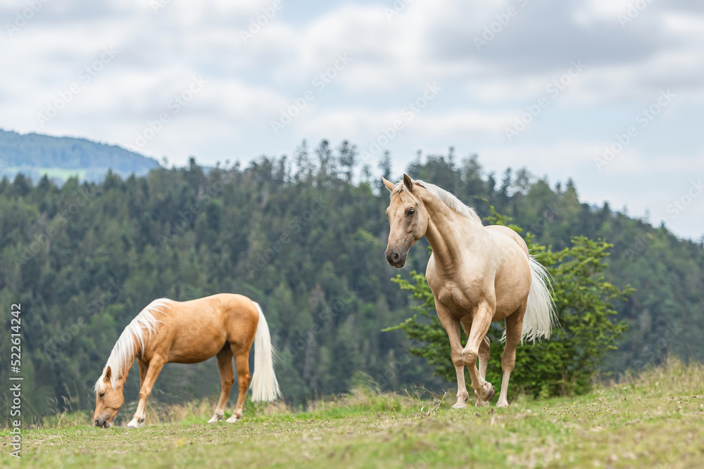 Portrait of a palomino kinsky horse on a pasture in summer outdoors