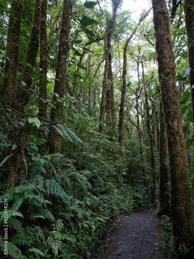 Plantes de la forêt primaire du Costa Rica Plantes de la forêt primaire du Costa Rica