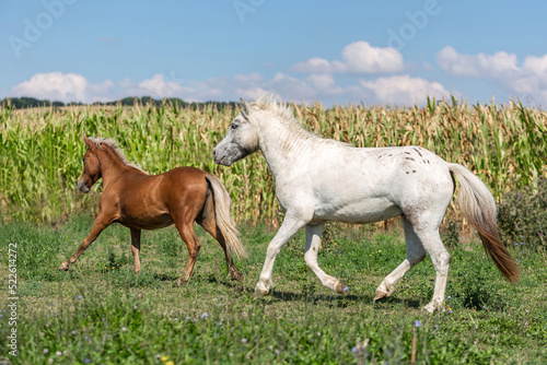 A chestnut and a white shetland pony running across a pasture in summer outdoors. A corn field is seen in the background