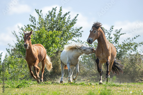 A herd of ponies running and playing on a pasture in summer outdoors
