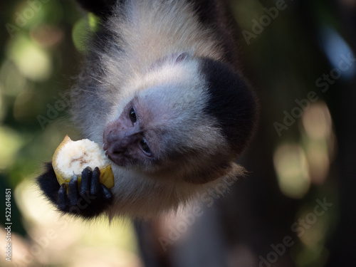 singes capucin au Panama photo