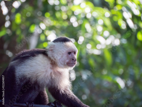 singes capucin au Panama photo