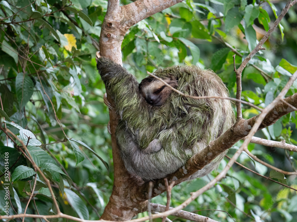 Fototapeta premium Le Paresseux roi des animaux du Costa Rica