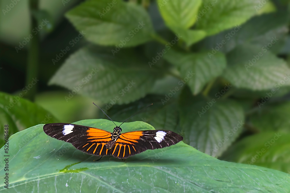 Closeup of a colorful butterfly on a leaf with copy space. Closeup of a colorful butterfly on a leaf with copy space.
