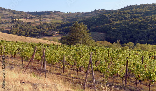 Weinberg mit langen Reihen von Rebstöcken in den Hügeln der Toskana