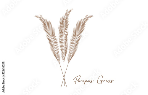 Dry pampas grass, autumn design elements. vector illustration of pampas grass. Cream branch of dry grass. Panicle of Cortaderia selloana South America, flower head of plumestep feathers. wedding card.
