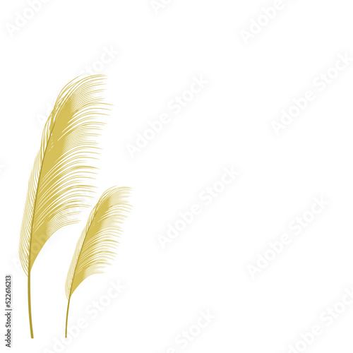 vector illustration of pampas grass. Cream branch of dry grass. Panicle of Cortaderia selloana South America, flower head of plumestep feathers. Template for a wedding card.
