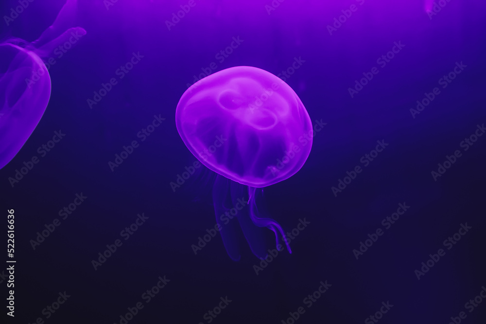 giant jellyfish swimming in dark water giant jellyfish swimming in dark water