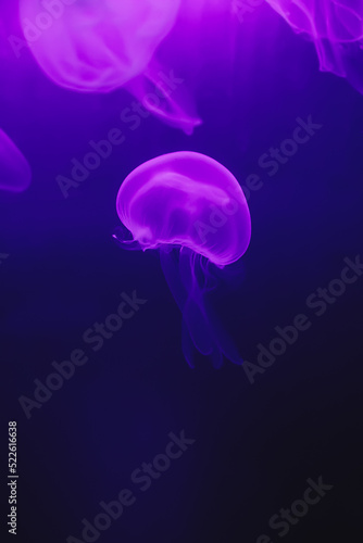 jellyfish in the blue water