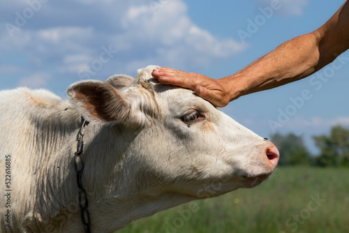 A farmer's hand pats a cute white calf on the head in a pasture on a sunny summer day.The concept of love and care for animals.