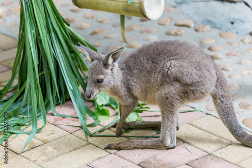 Cute kangaroos at the zoo