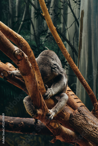 Canvas Print koala in a tree