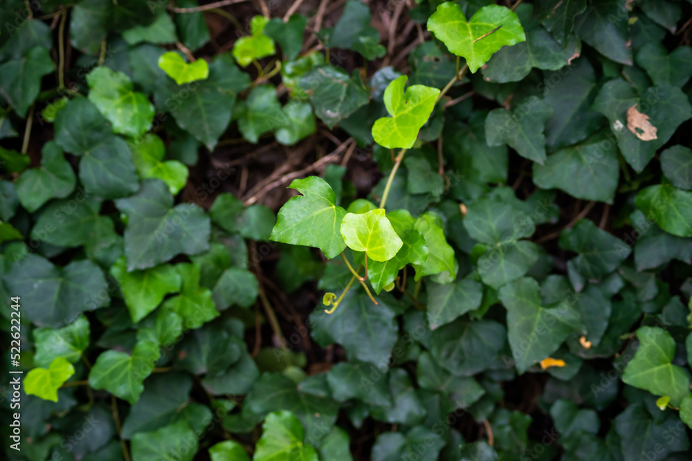 Green leaves natural background wallpaper, texture of leaf, leaves with space for text Green leaves natural background wallpaper, texture of leaf, leaves with space for text