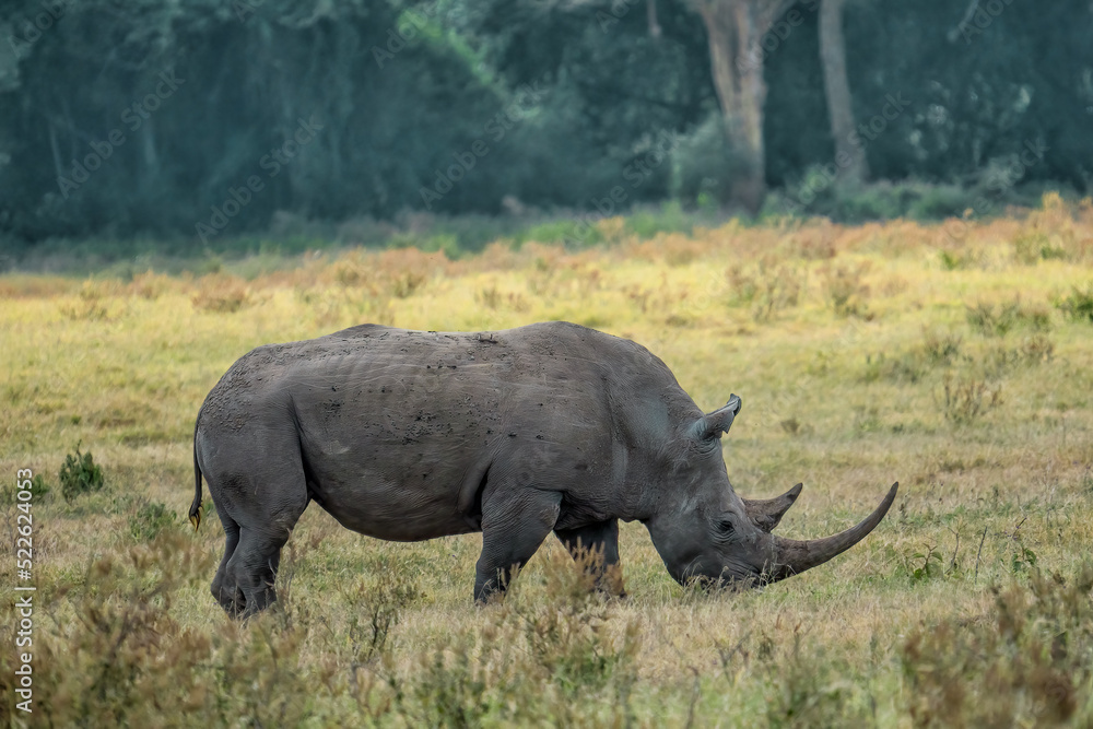 Obraz premium wild rhino walking and eating grass in grassland at Lake Nakuru