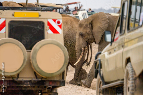 Photography african elephants walking across road with safari travel tourists car stop by wa
