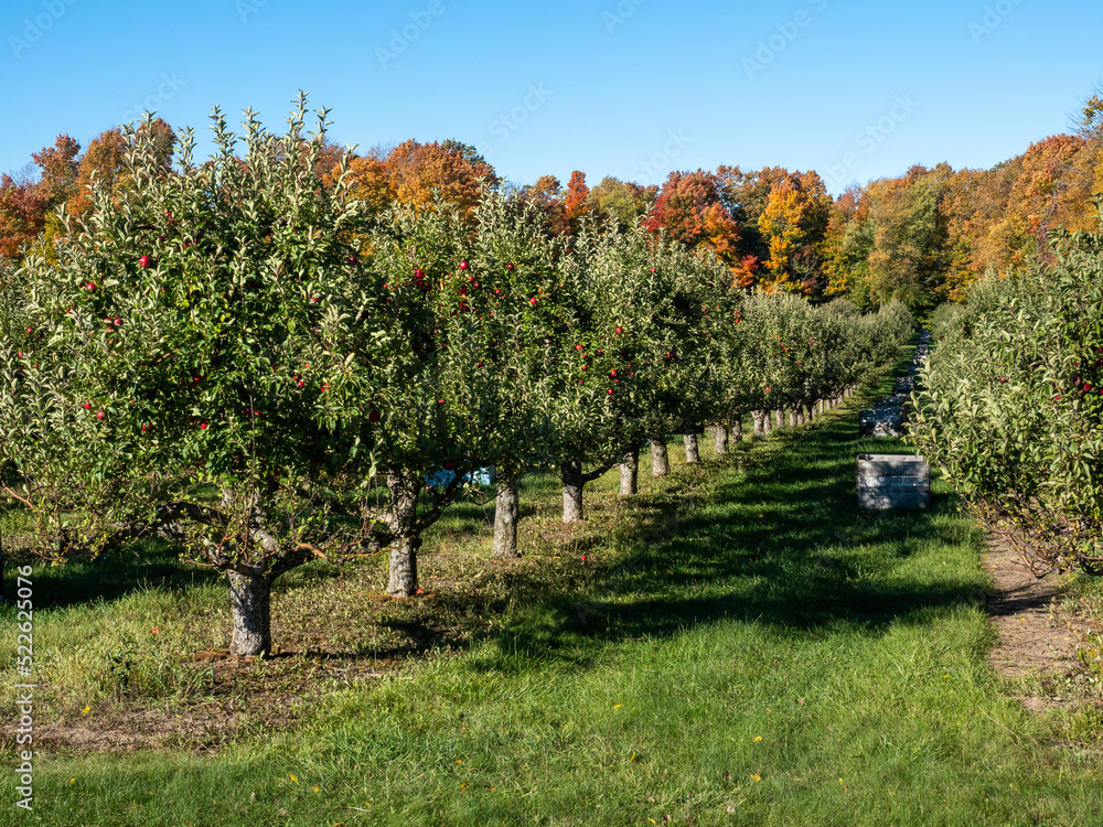A row of apple trees set against fall foliage