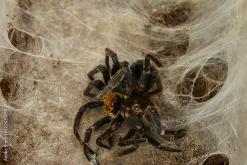 Spider in the web. Beautiful house spider. Background. Texture.