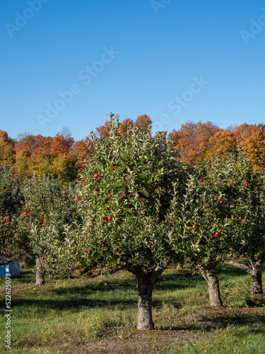 An apple tree at the end of a row set against fall foliage