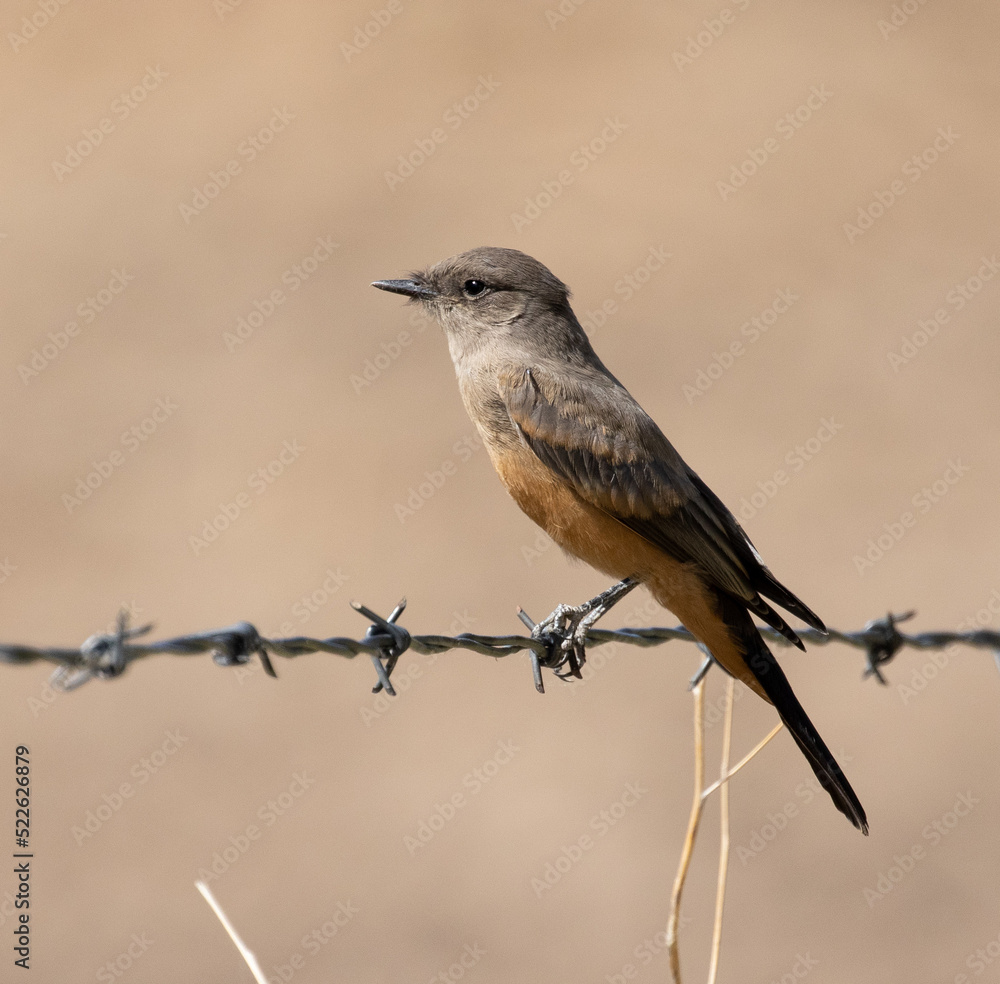 bird, say's phoebe, birds