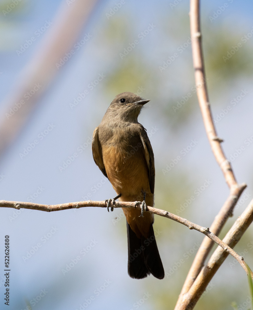 bird, say's phoebe, birds
