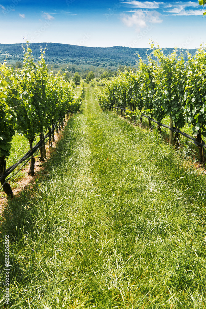 Fototapeta premium row of wine grapes in a Virginia vineyard in the suburbs of Leesburg. Sunny day, blue sky.
