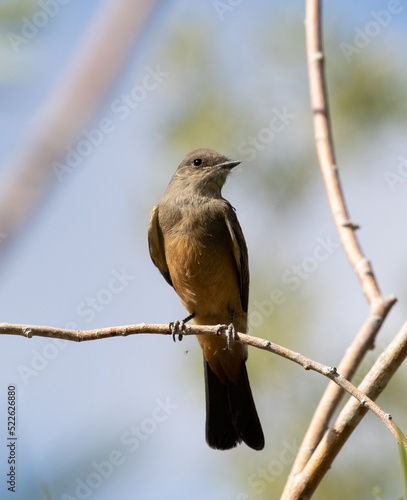 Obraz na płótnie bird, say's phoebe, birds w salonie