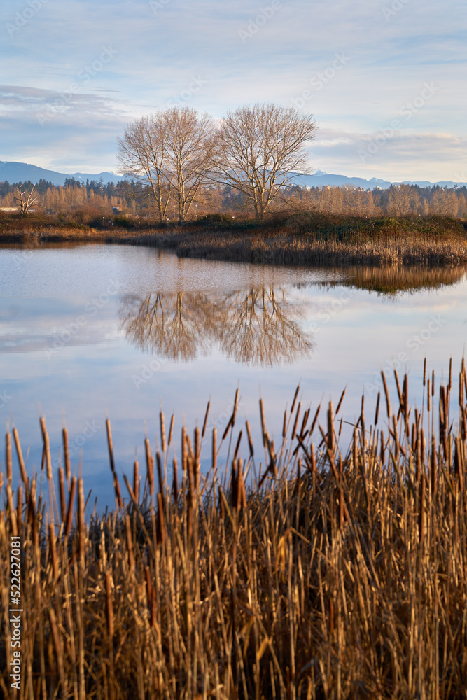 Iona Beach Regional Park Pond vertical. The pond and marsh in Iona Beach Regional Park. British Columbia, Canada.

