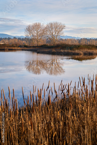 Iona Beach Regional Park Pond vertical. The pond and marsh in Iona Beach Regional Park. British Columbia  Canada.  