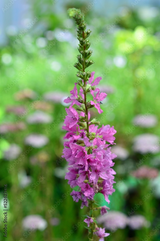 お盆に添える花　ミソハギ（禊萩）