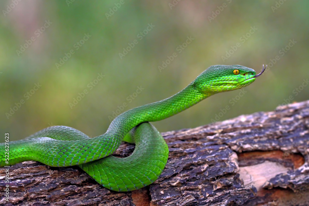 Fototapeta premium Trimeresurus Albolabris, Pit Viper Snake on the branch