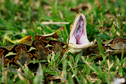 Reticulated Python Snake on the grass