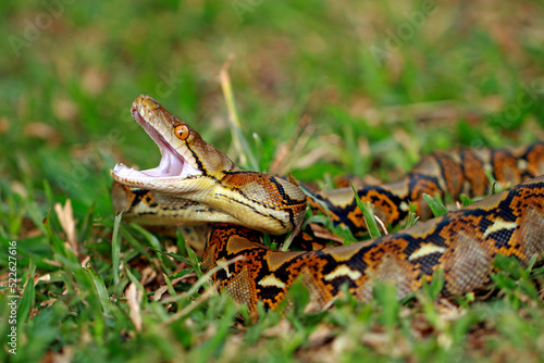 Reticulated Python Snake on the grass