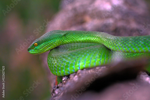 Trimeresurus Albolabris, Pit Viper Snake on the branch