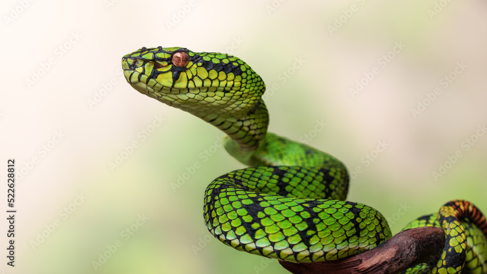Fototapeta premium Green viper snake in close up 