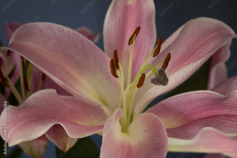 Beautiful bouquet of flowers. Lilies on a dark background. Background. Texture. Beautiful bouquet of flowers. Lilies on a dark background. Background. Texture.