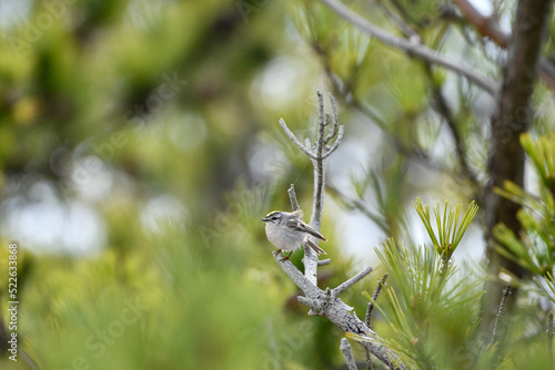 Golden-crowned Kinglet (Regulus satrapa) Perched on Tree at Cupsogue Beach County Park, Long Island, New York, United States