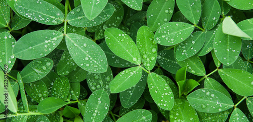 Plant Leaf with water drops. leaves green background with rain drop