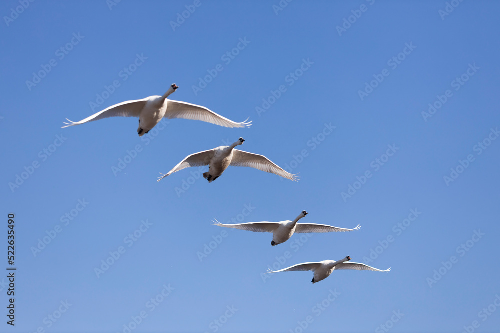 Swans Flaying over Blue Sky