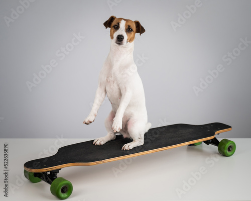 Dog jack russell terrier posing on a longboard in front of a white background.  photo