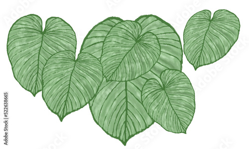 green leaves on isolate white background