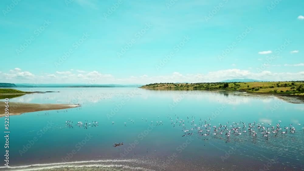 Flock Of Flamingos Flying Over Transparent Water Of Lake Magadi In Kenya, East Africa. Aerial Wide Shot Flock Of Flamingos Flying Over Transparent Water Of Lake Magadi In Kenya, East Africa. Aerial Wide Shot