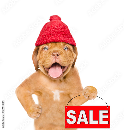 Funny puppy  wearing a warm hat with pompon and holds sales symbol. isolated on white background