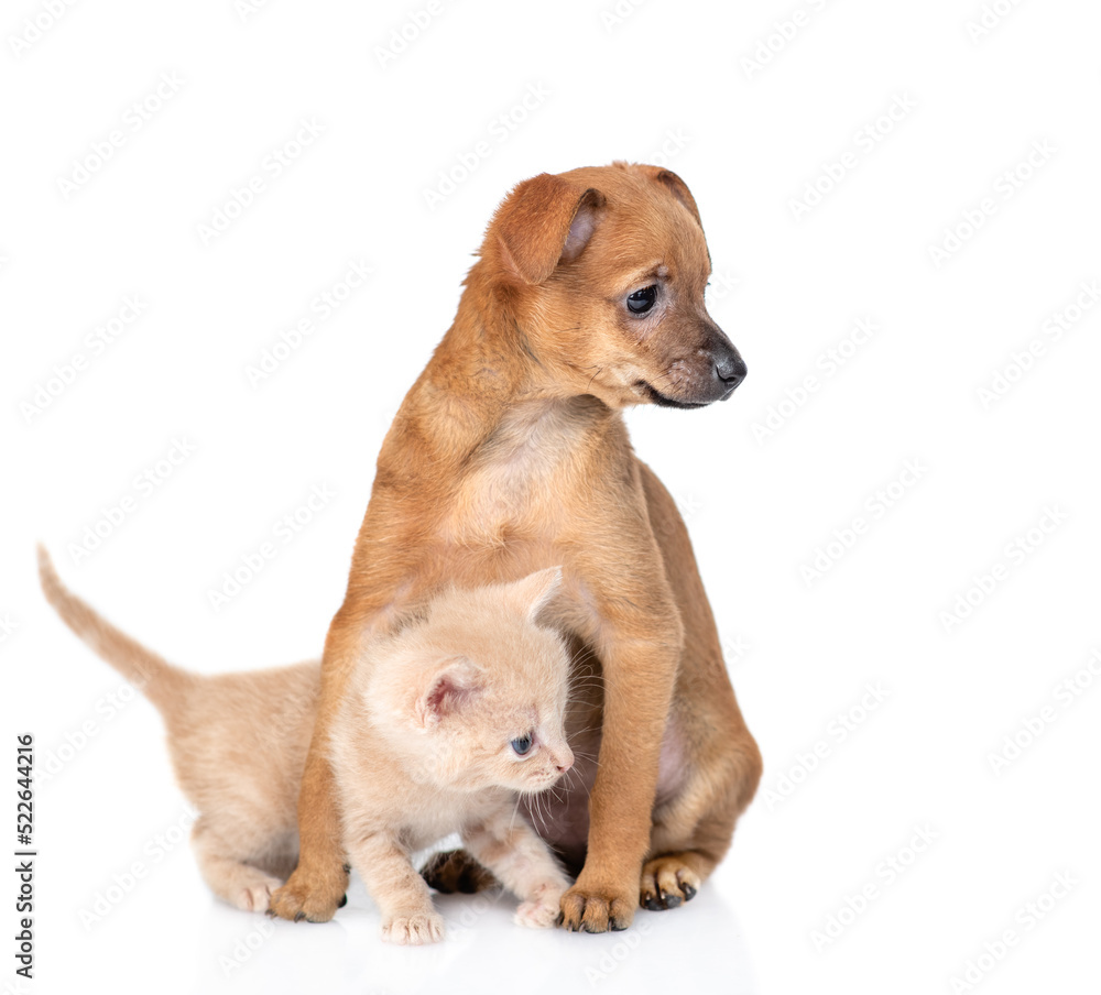 Tiny toy terrier puppy hugs ginger tabby kitten. Pet sit together and look away. isolated on white background Tiny toy terrier puppy hugs ginger tabby kitten. Pet sit together and look away. isolated on white background