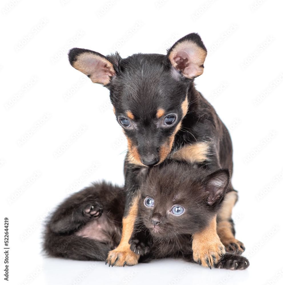Cute Toy terrier puppy embraces and sniffs tiny black kitten. isolated on white background