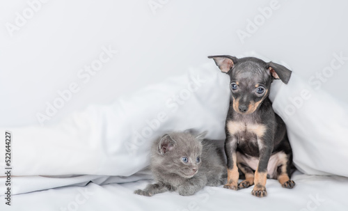 Toy terrier puppy and baby kitten under white blanket on a bed at home. Empty space for text