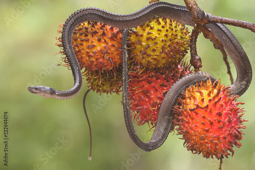 A dragon snake is looking for prey in a bunch of rambutan fruit. This reptile has the scientific name Xenodermus javanicus. photo