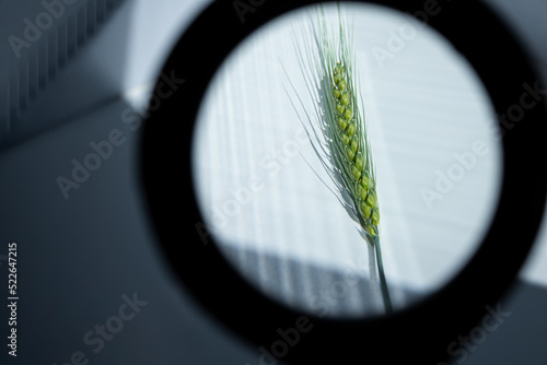 Close-up of wheat ear through magnifying glass. Cereal breeding, research of grain diseases. Control over agricultural and food industry. Selective focus.
