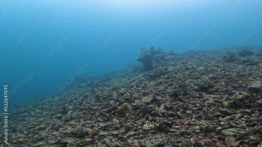 A saddening view of destroyed corals in the ocean after a strong typhoon. A saddening view of destroyed corals in the ocean after a strong typhoon.